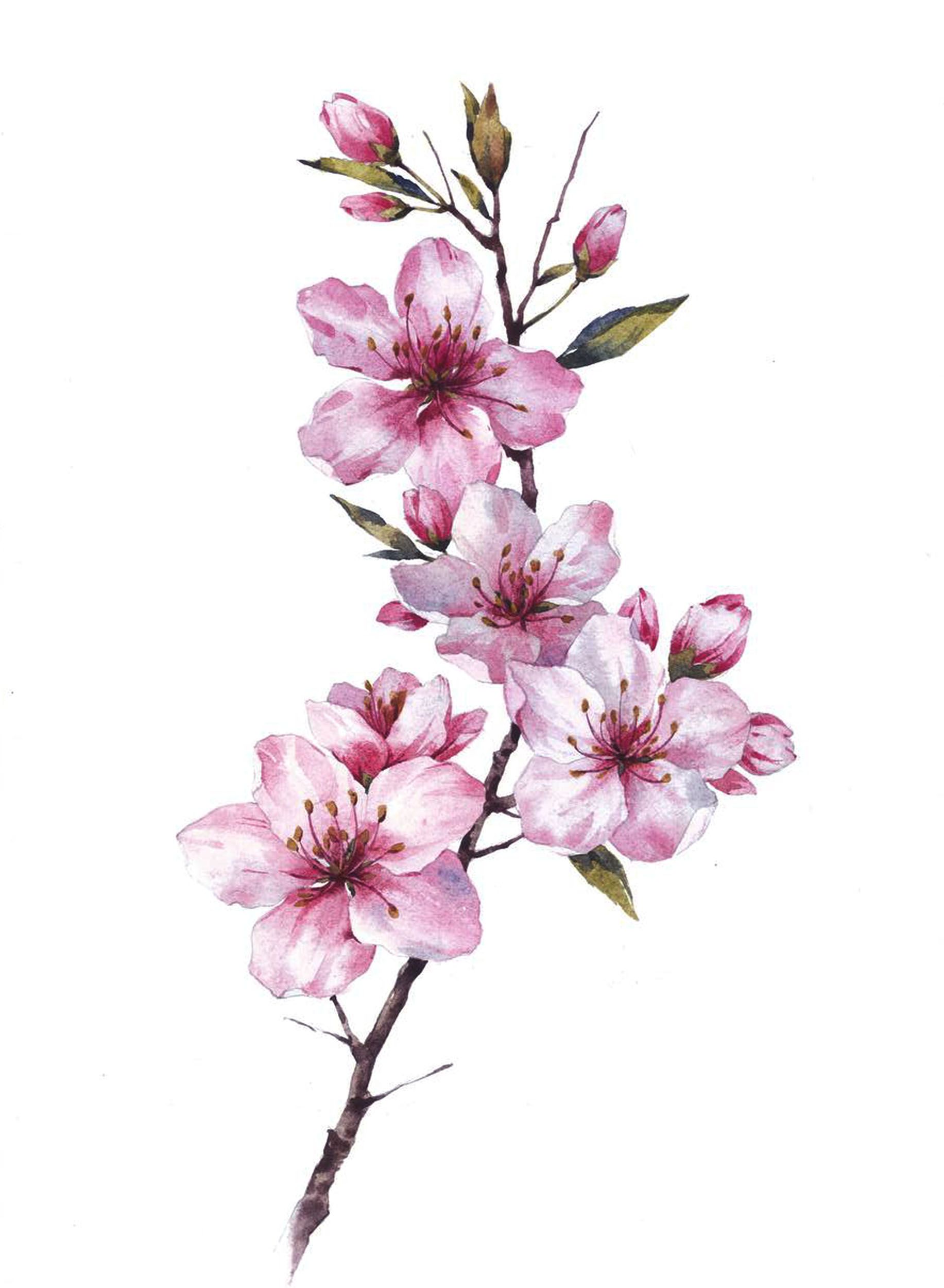 Ангелина Иванова (Авторская графика - 
                  22 x 30 см) Весеннее цветение