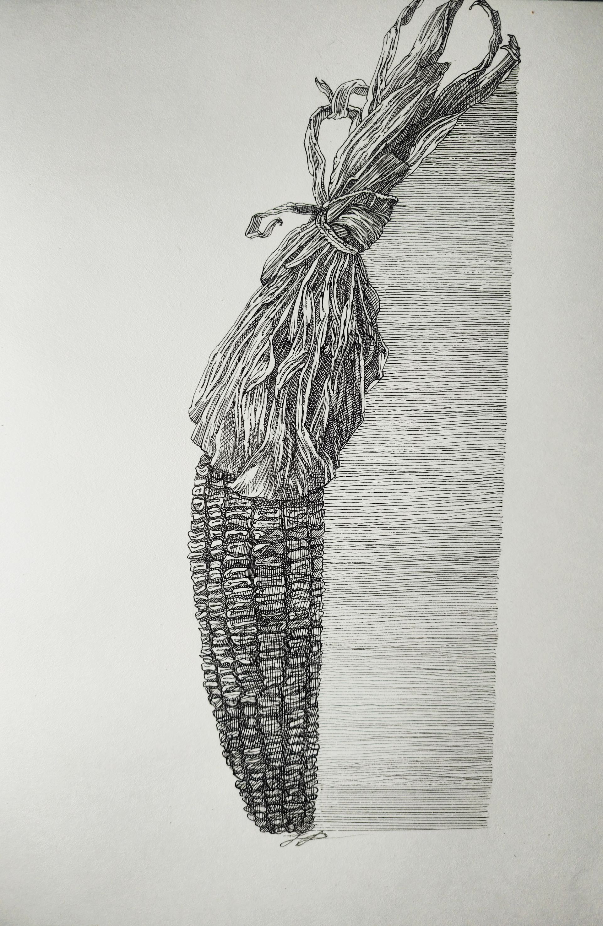 Наталия Рокотова (Авторская графика - 
                  30 x 40 см) Кукуруза
