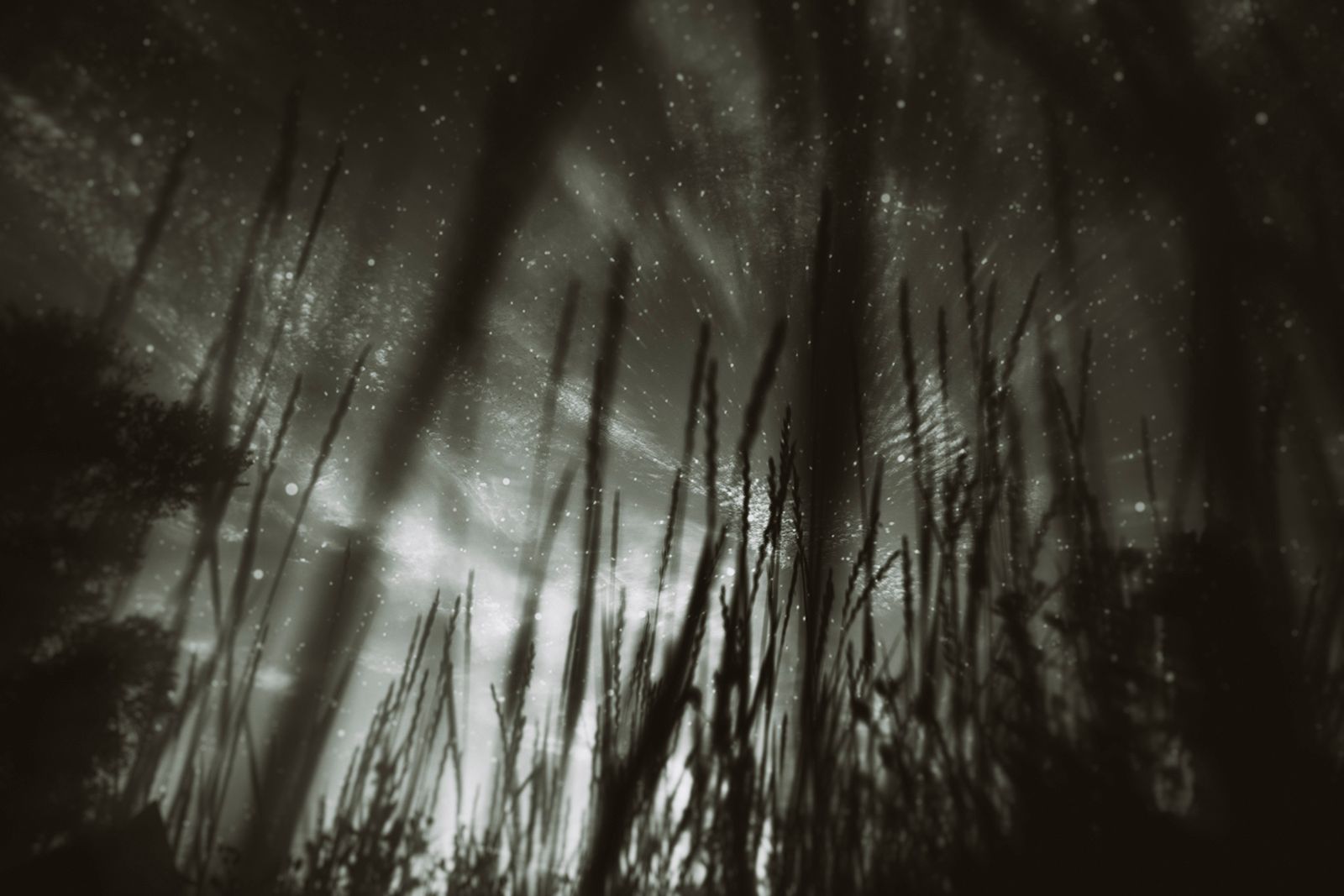 Зара Нехай (Фотография - 
                  60 x 40 см) Волшебный лес