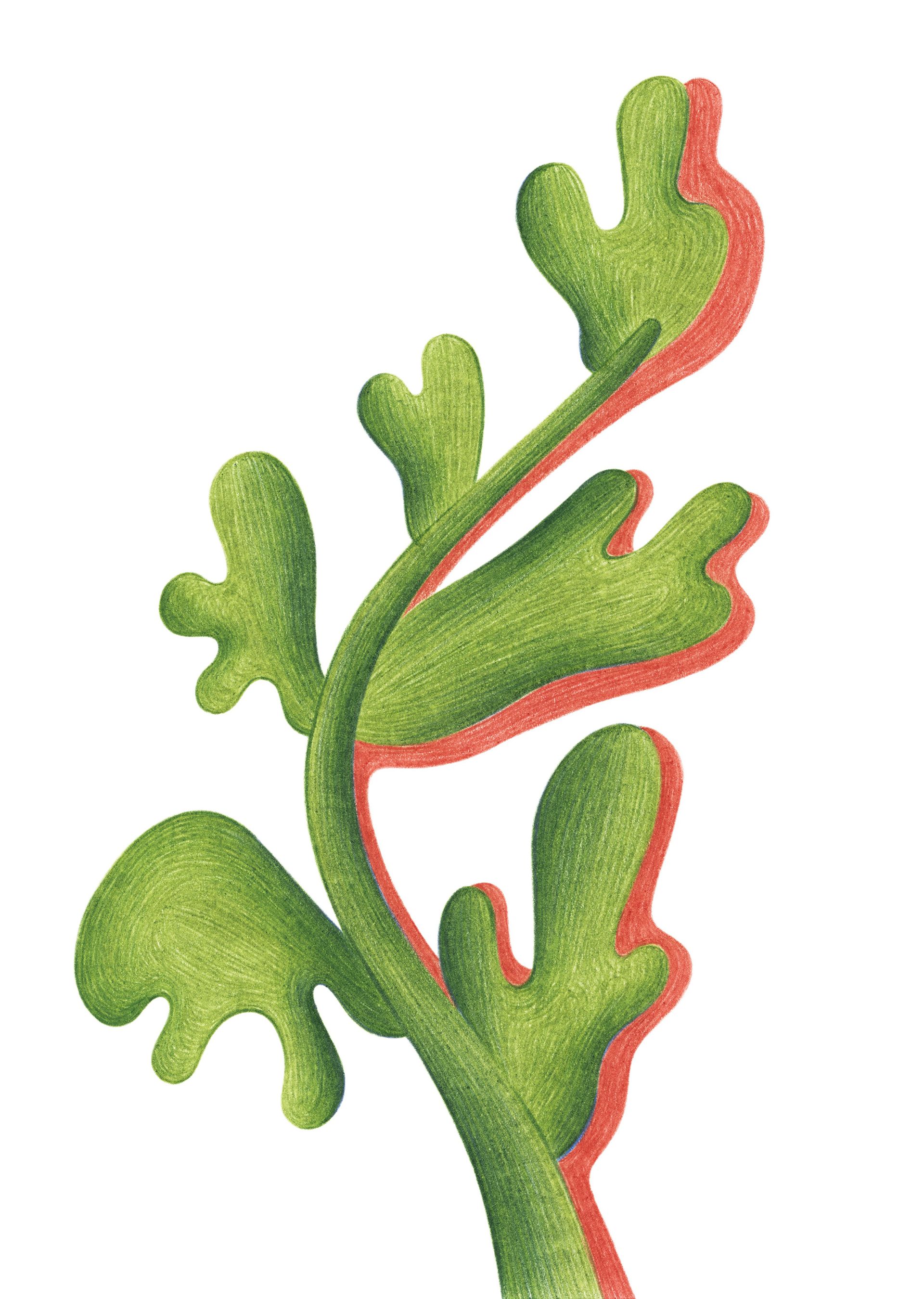 Лиза Одиноких (Авторская графика - 
                  14.8 x 21 см) Милая водоросль