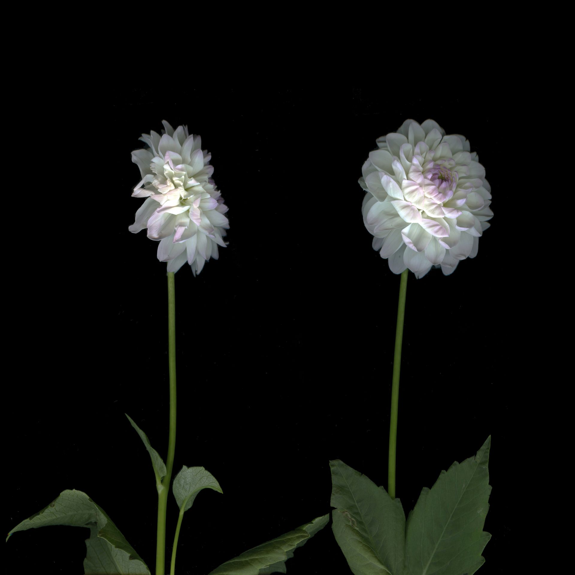 Катя Исаева (Фотография - 
                  30 x 30 см) Я с тобой разговариваю. Диалог 1