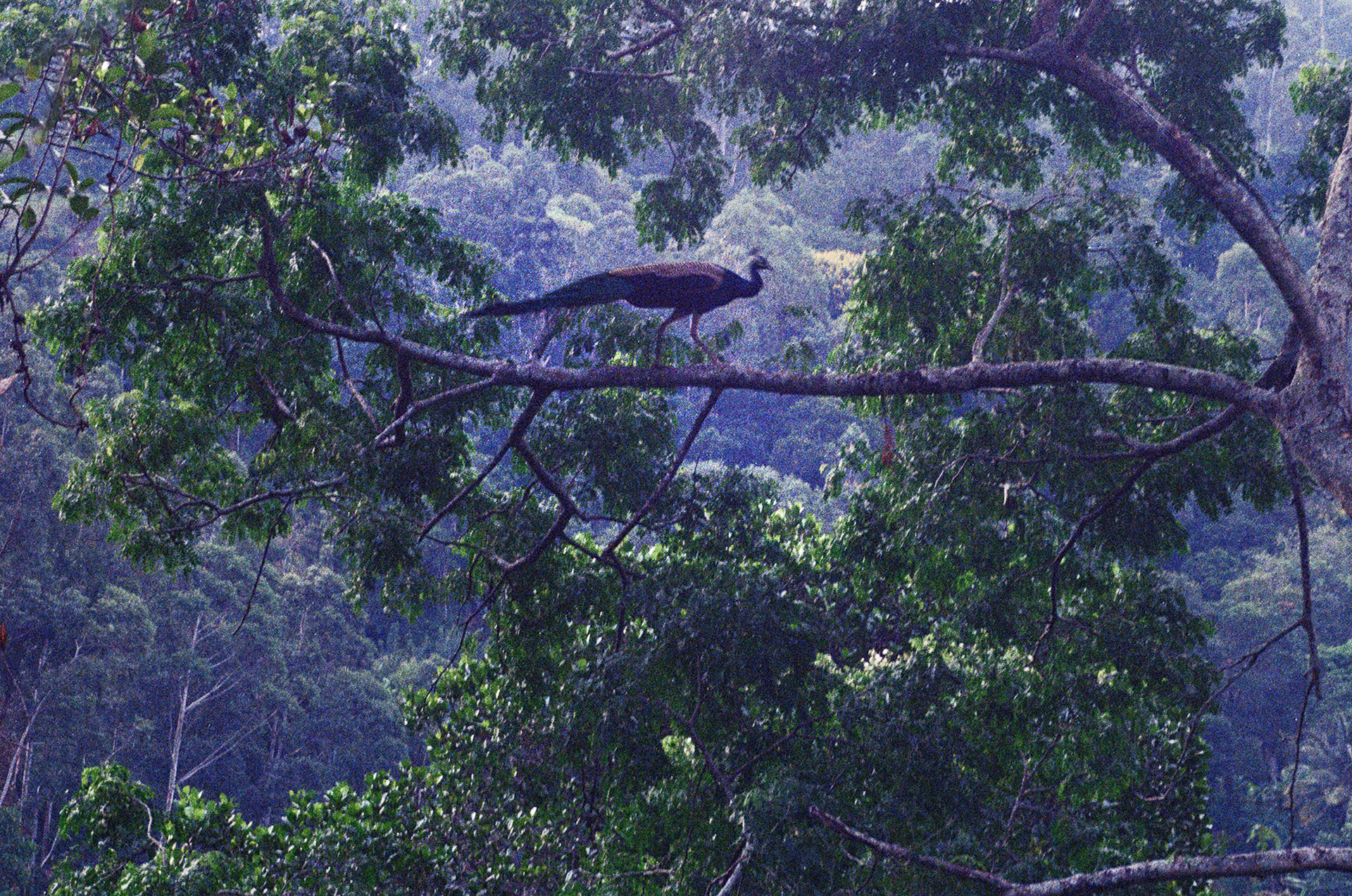 Елизавета Шустова (Фотография - 
                  60 x 40 см) Bird of Paradise