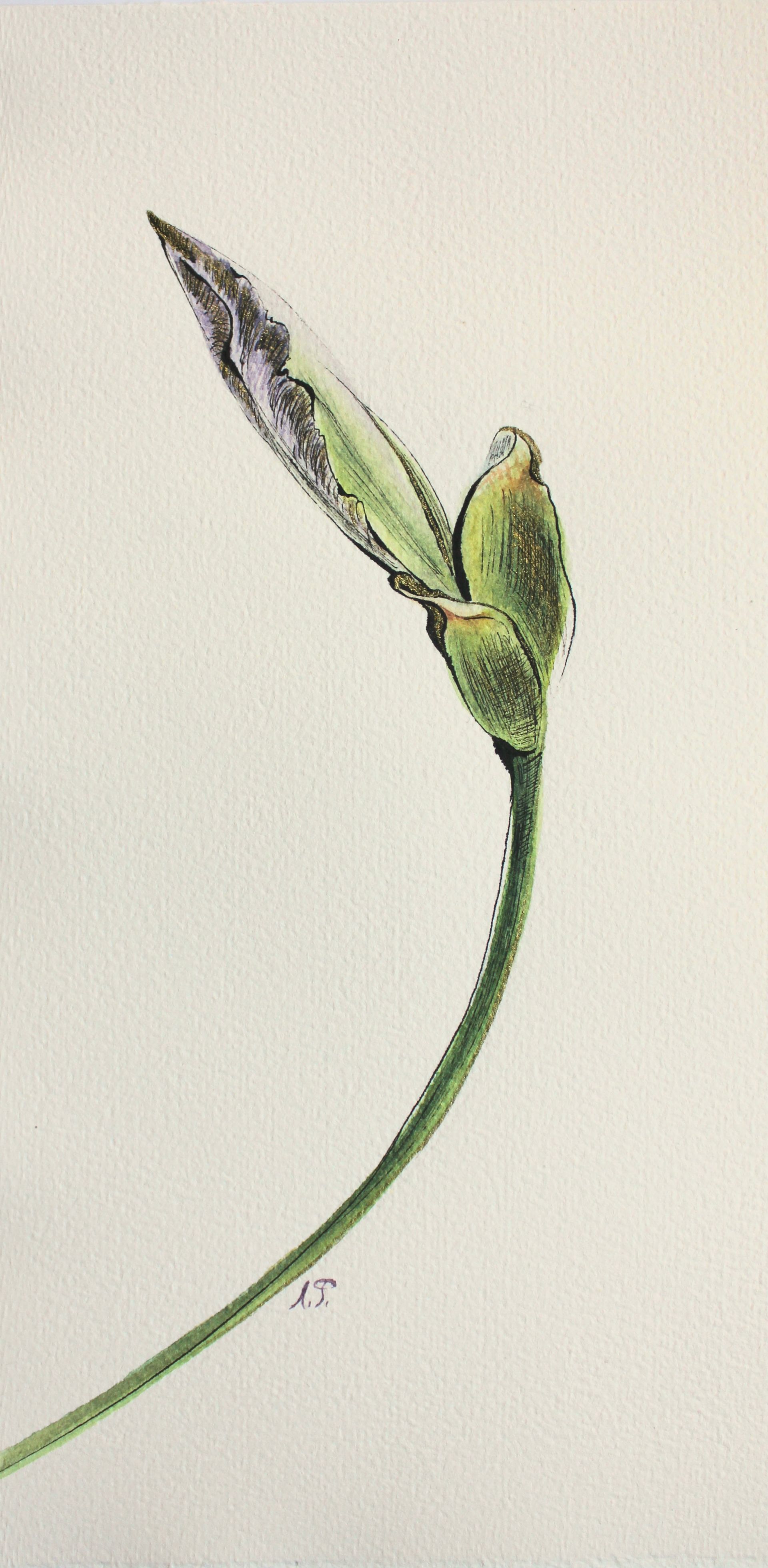 Любовь Фонарева (Авторская графика - 
                  15.5 x 30 см) Iris