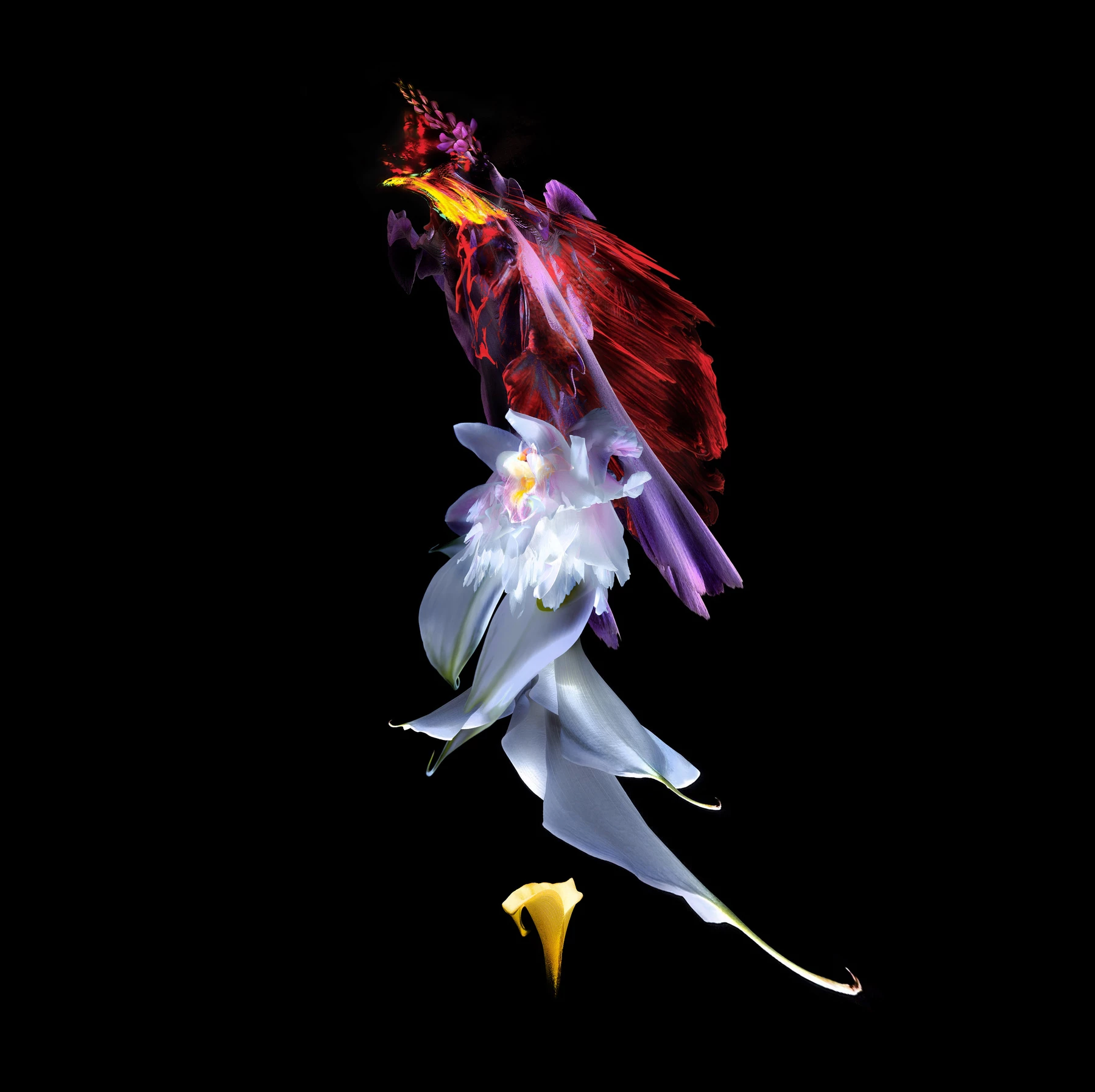 Даниил Макаров (Фотография - 
                  40 x 40 см) Orchid essence