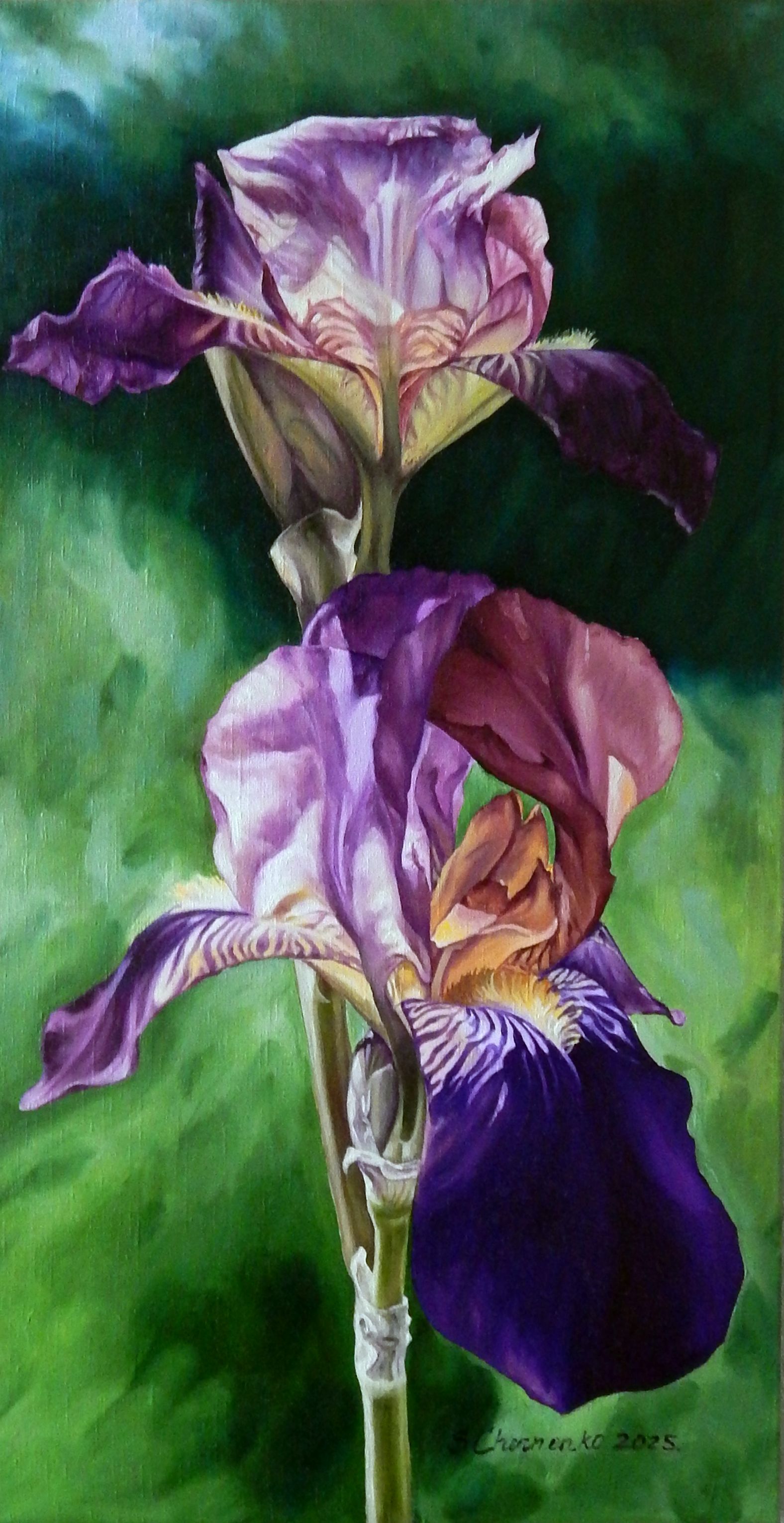 Светлана Черненко (Картина, живопись - 
                  50 x 100 см) Ирис