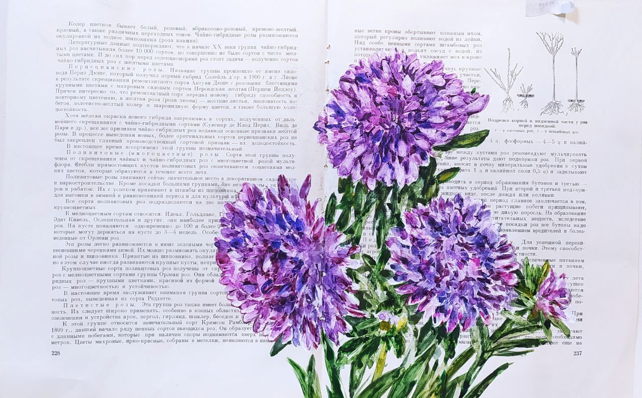 Юля Степанова (Авторская графика - 
                  38 x 27 см) Хризантемы сиреневые