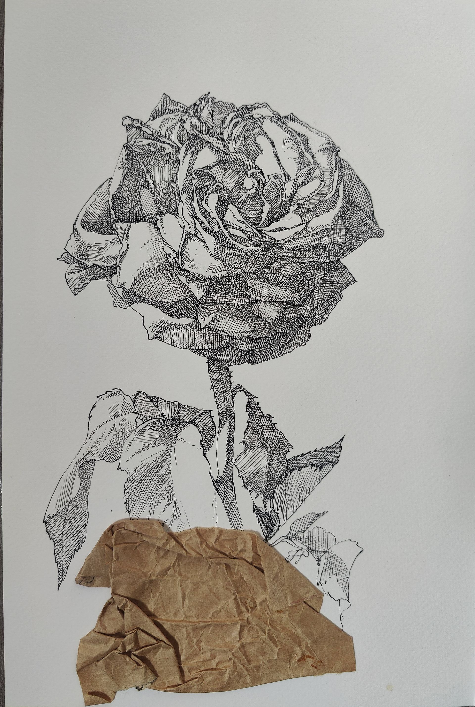 Наталия Рокотова (Авторская графика - 
                  19 x 29 см) Роза
