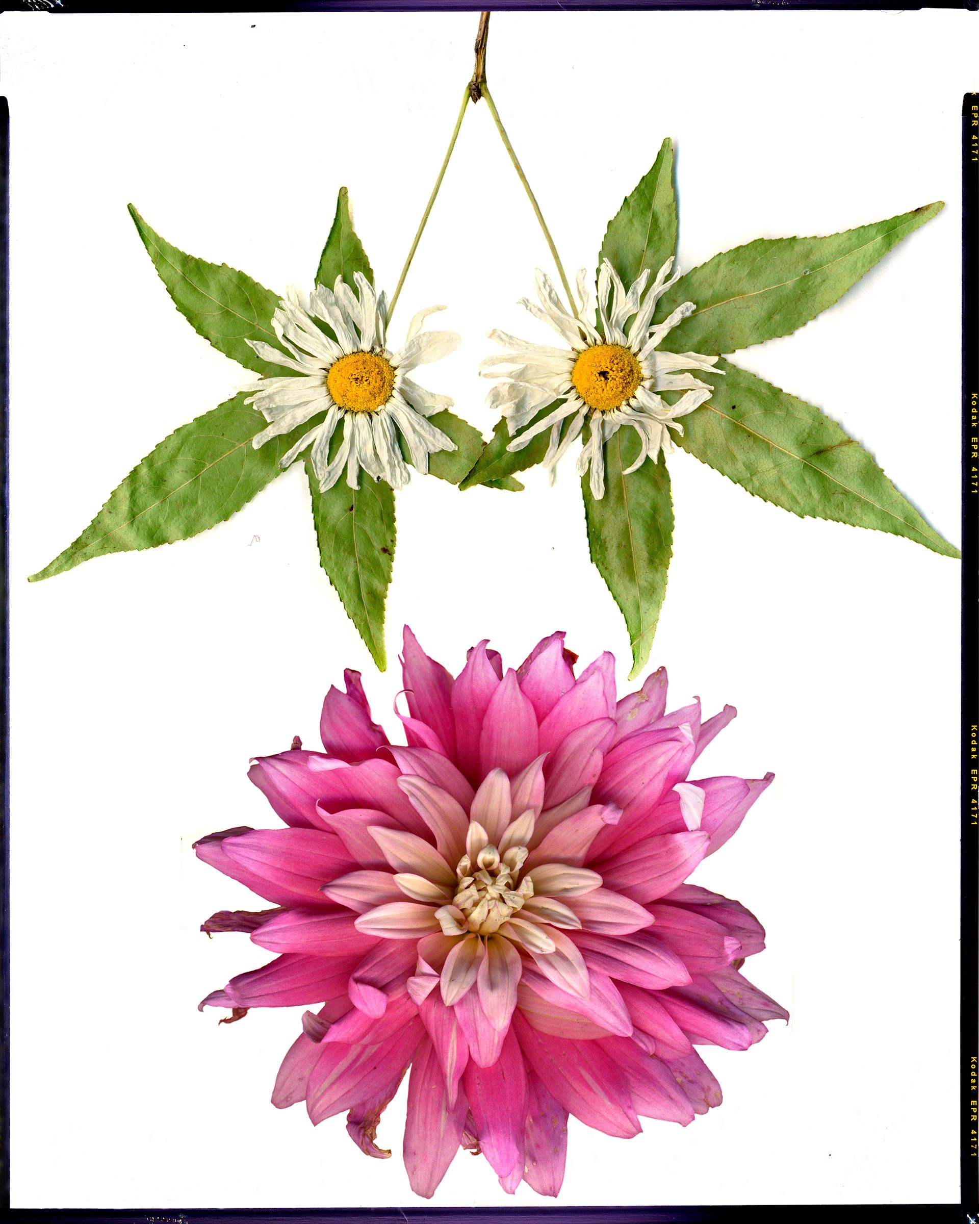 Пётр Корень (Фотография - 
                  126 x 157 см) Chamomile/Ромашка