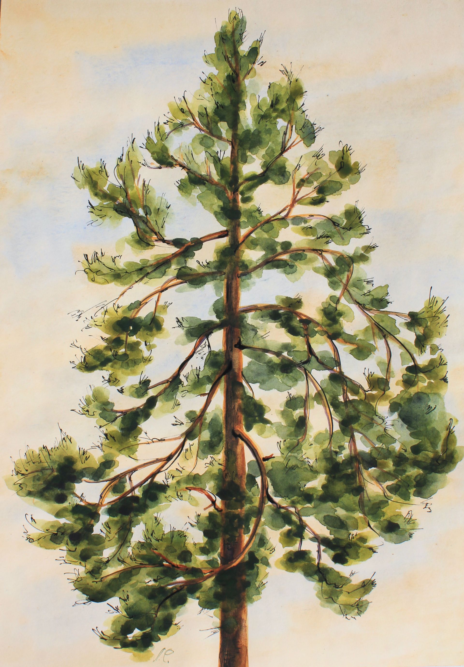 Любовь Фонарева (Авторская графика - 
                  29.6 x 41.6 см) Сосна