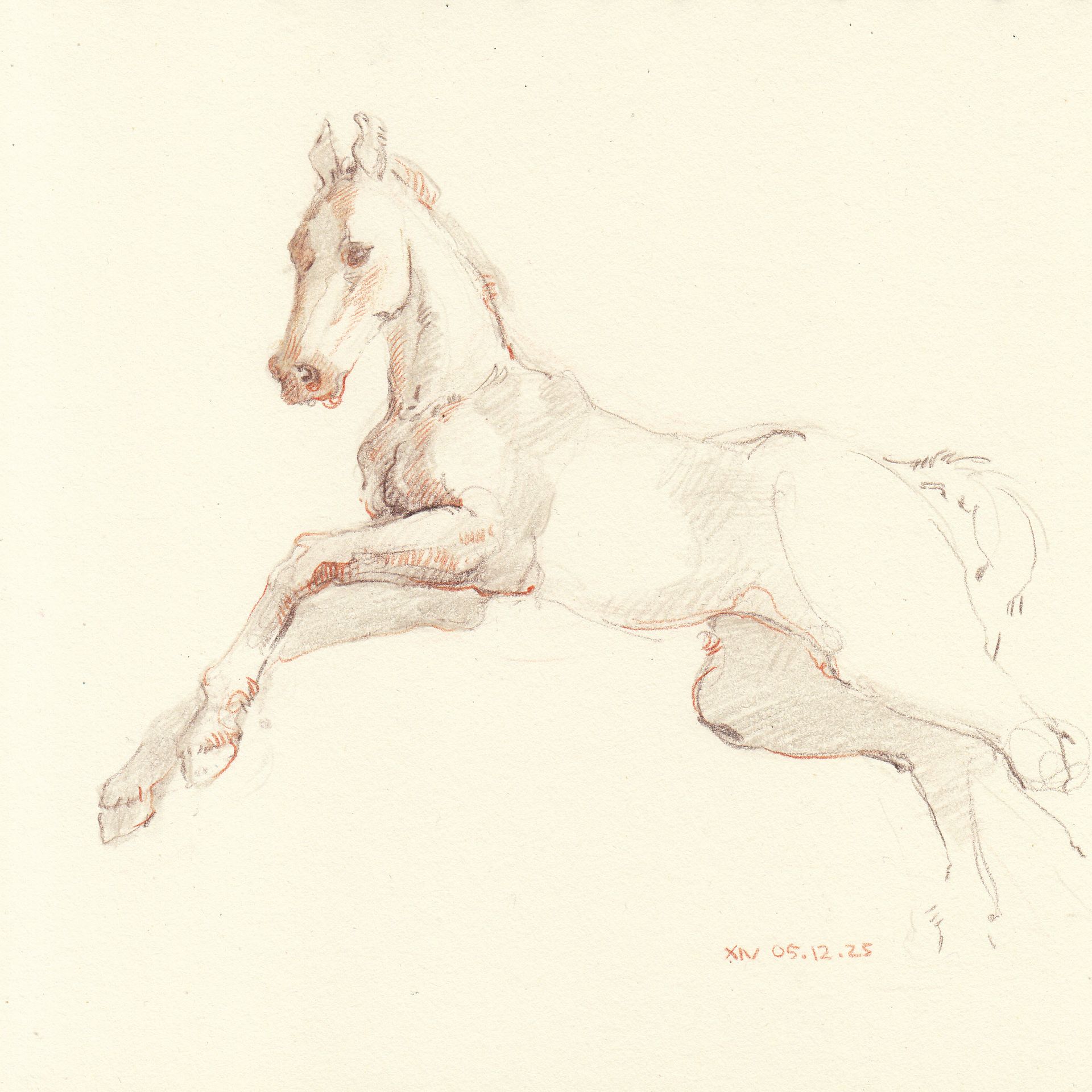Ксения Наймушина (Авторская графика - 
                  20 x 20 см) Foal 2