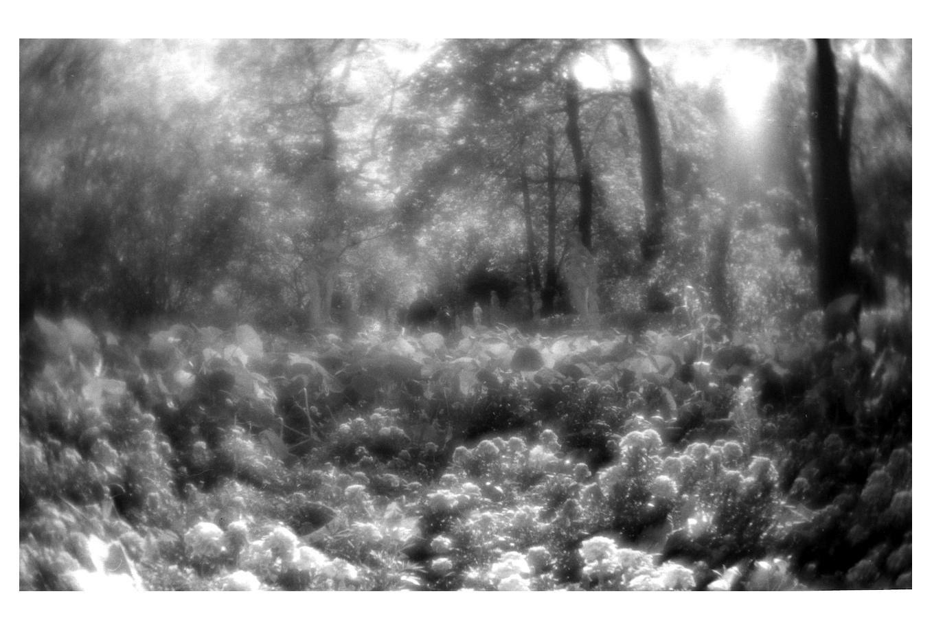 Людмила Таболина (Фотография - 
                  20 x 30 см) Летний сад. Клумба. 