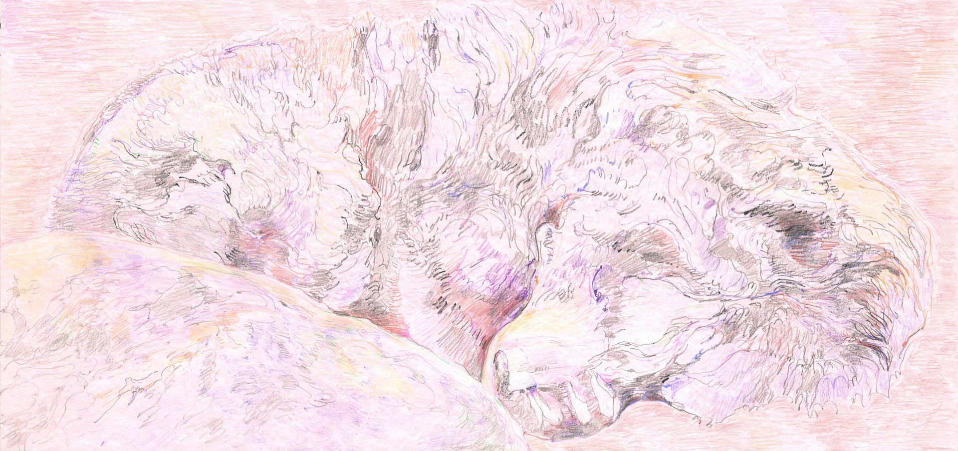 Саша Медведева (Авторская графика - 
                  70 x 33 см) Гималайский медведь в Калининградском зоопарке