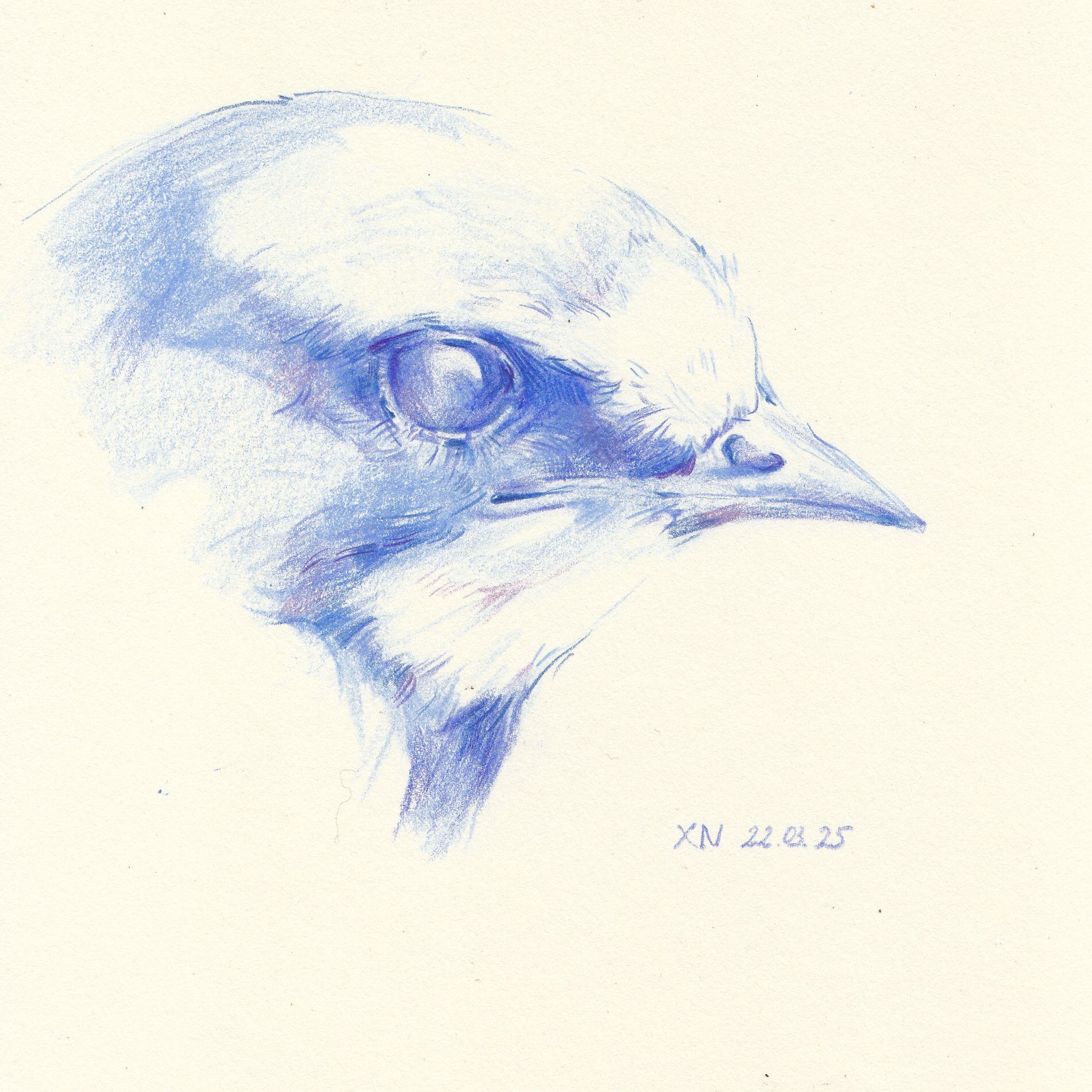 Ксения Наймушина (Авторская графика - 
                  20 x 20 см) Swallow 2