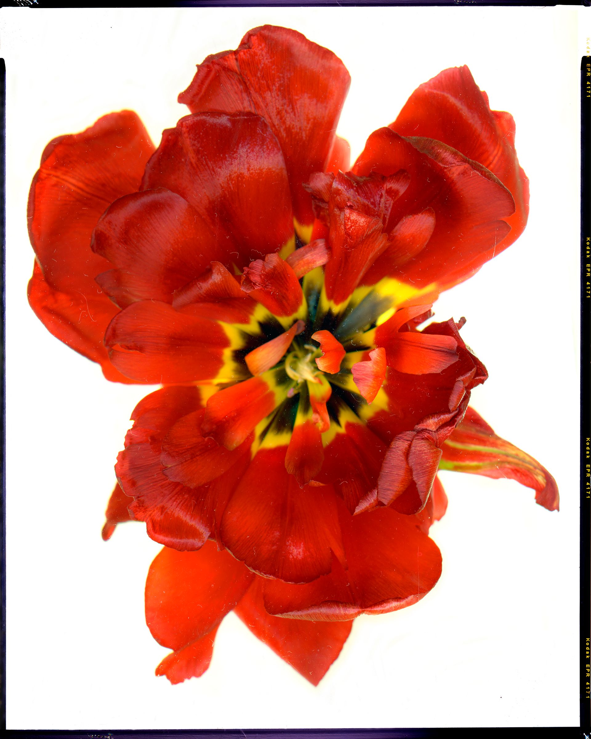 Пётр Корень (Фотография - 
                  126 x 157 см) Уничтожитель Мира/Le Depeuplieur. To Samuel Beckett