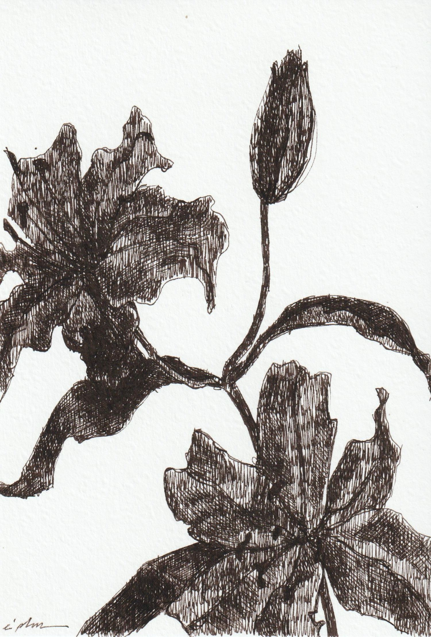 Виктория Зарецкая (embrassé par la muse) (Авторская графика - 
                  13 x 18.7 см) Lily 02