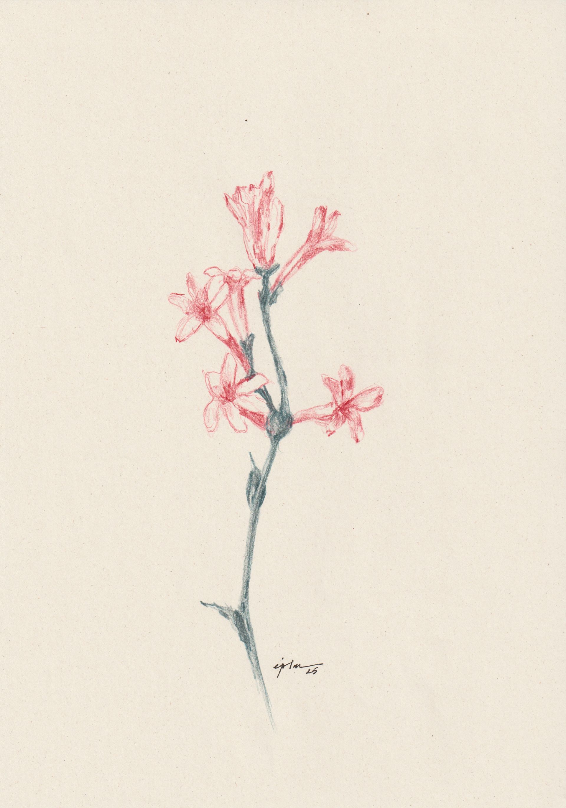 Виктория Зарецкая (embrassé par la muse) (Авторская графика - 
                  21 x 29.7 см) Fleur 06