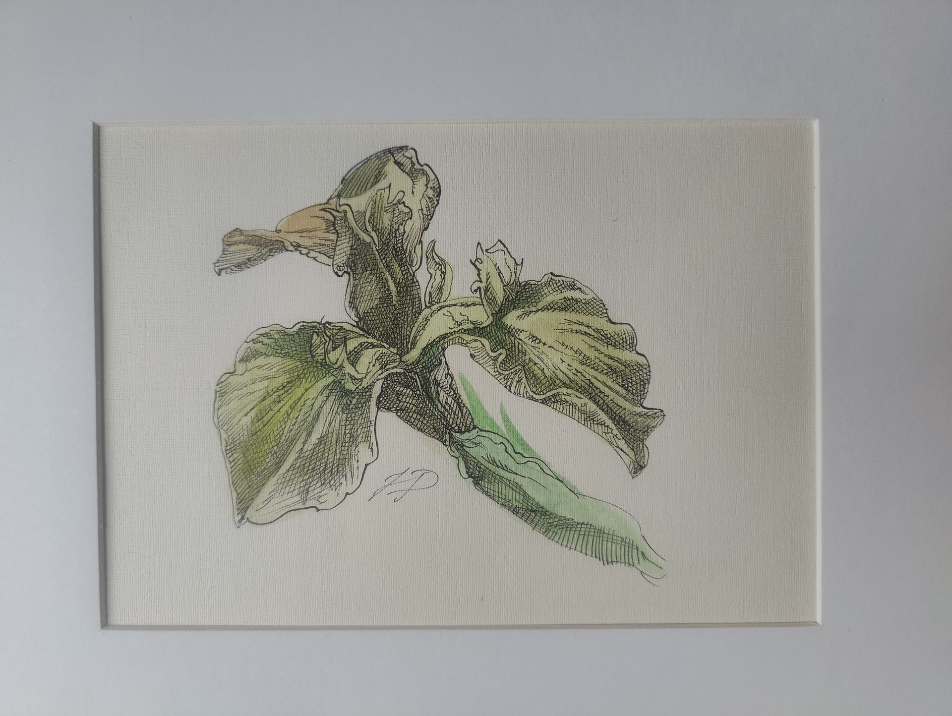 Наталия Рокотова (Авторская графика - 
                  29 x 20.5 см) Гладиолус