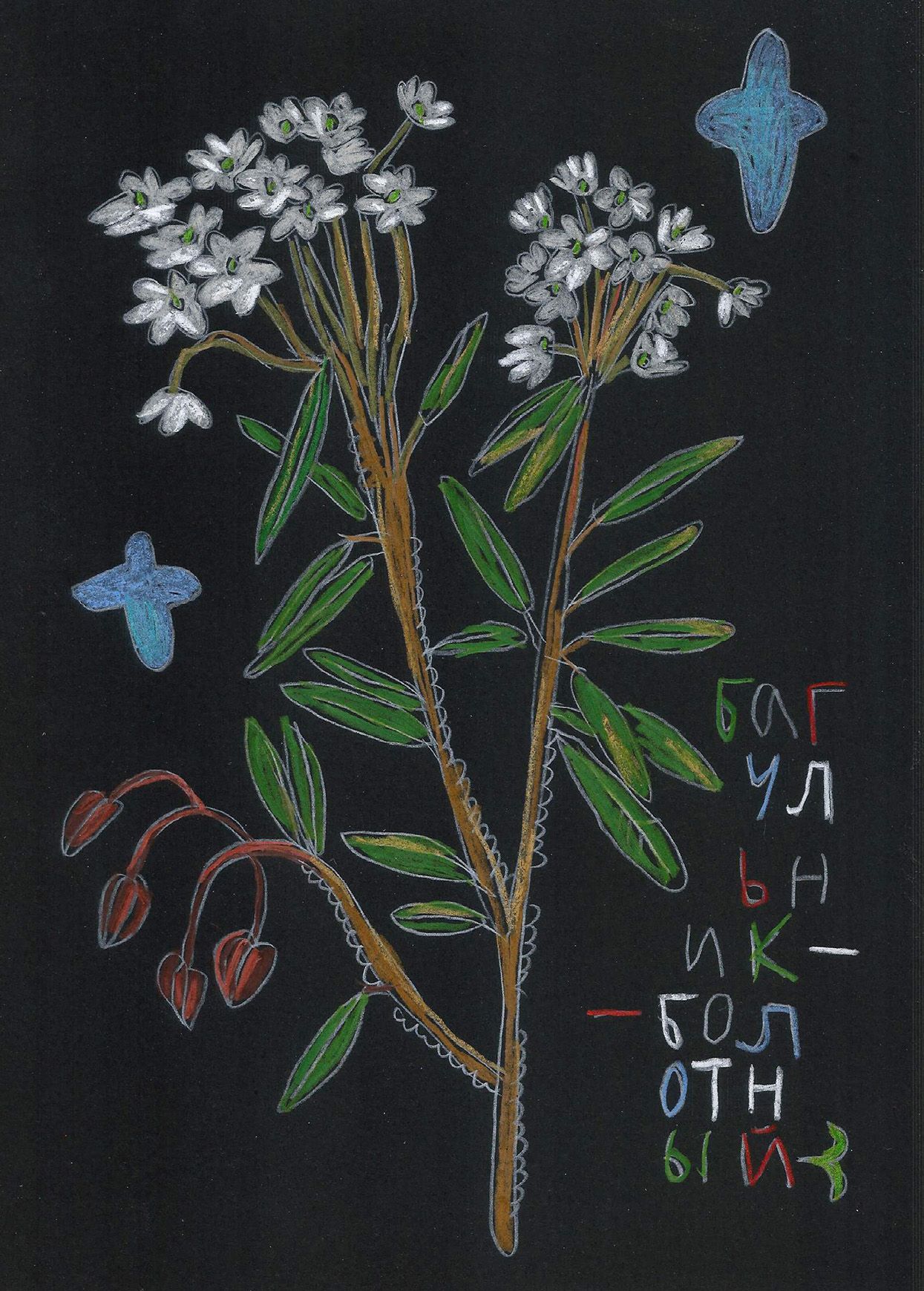 Катя Попченко (Авторская графика - 
                  21 x 29 см) Багульник болотный