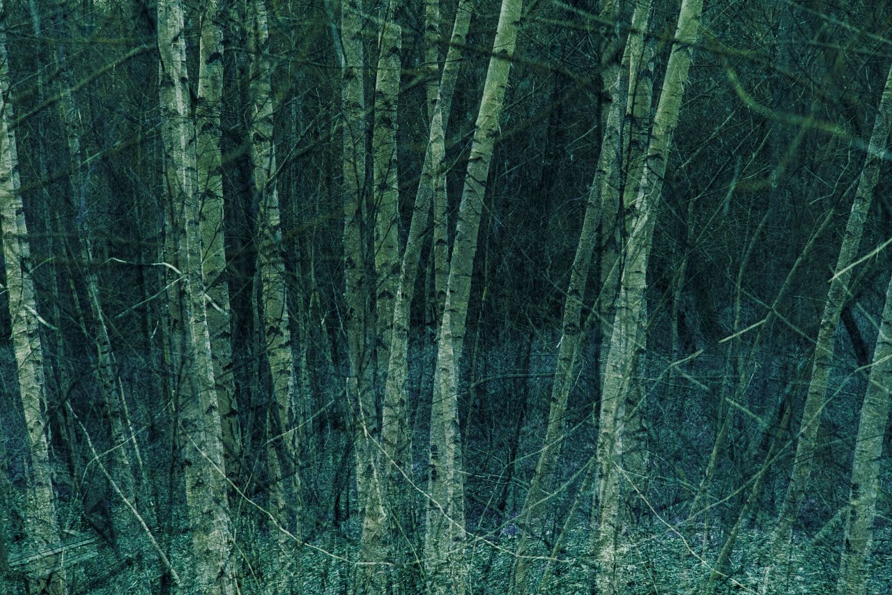 Алина Гребешкова (Фотография - 
                  60 x 40 см) Разговор с лесом № 3