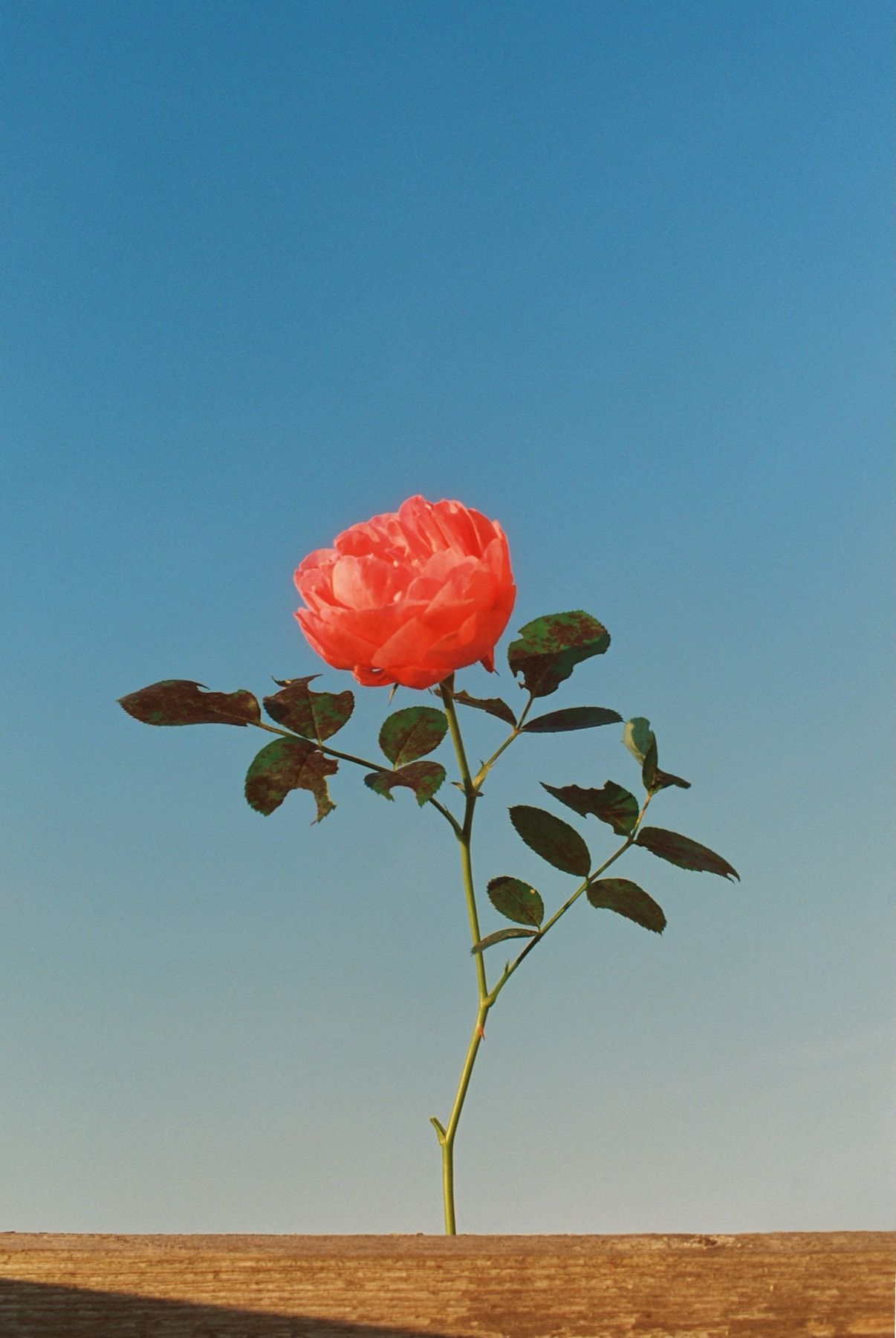 Жанна Татарова (Фотография - 
                  30 x 45 см) Жанна Татарова На память VII. 30х45