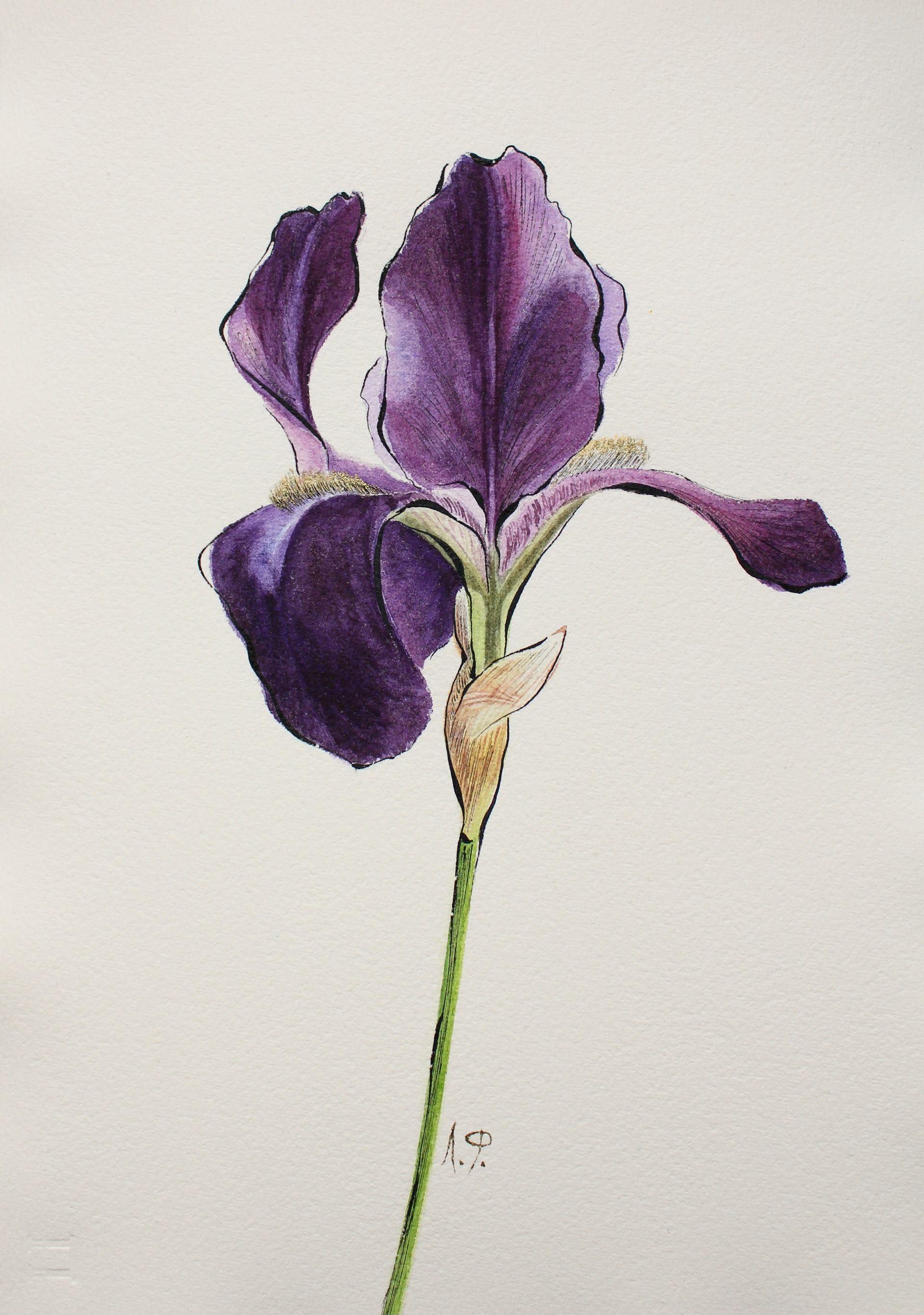 Любовь Фонарева (Авторская графика - 
                  21.7 x 30.3 см) Ирис