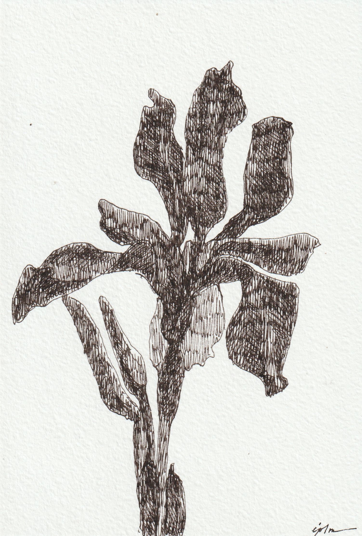 Виктория Зарецкая (embrassé par la muse) (Авторская графика - 
                  13 x 18.7 см) Iris 01