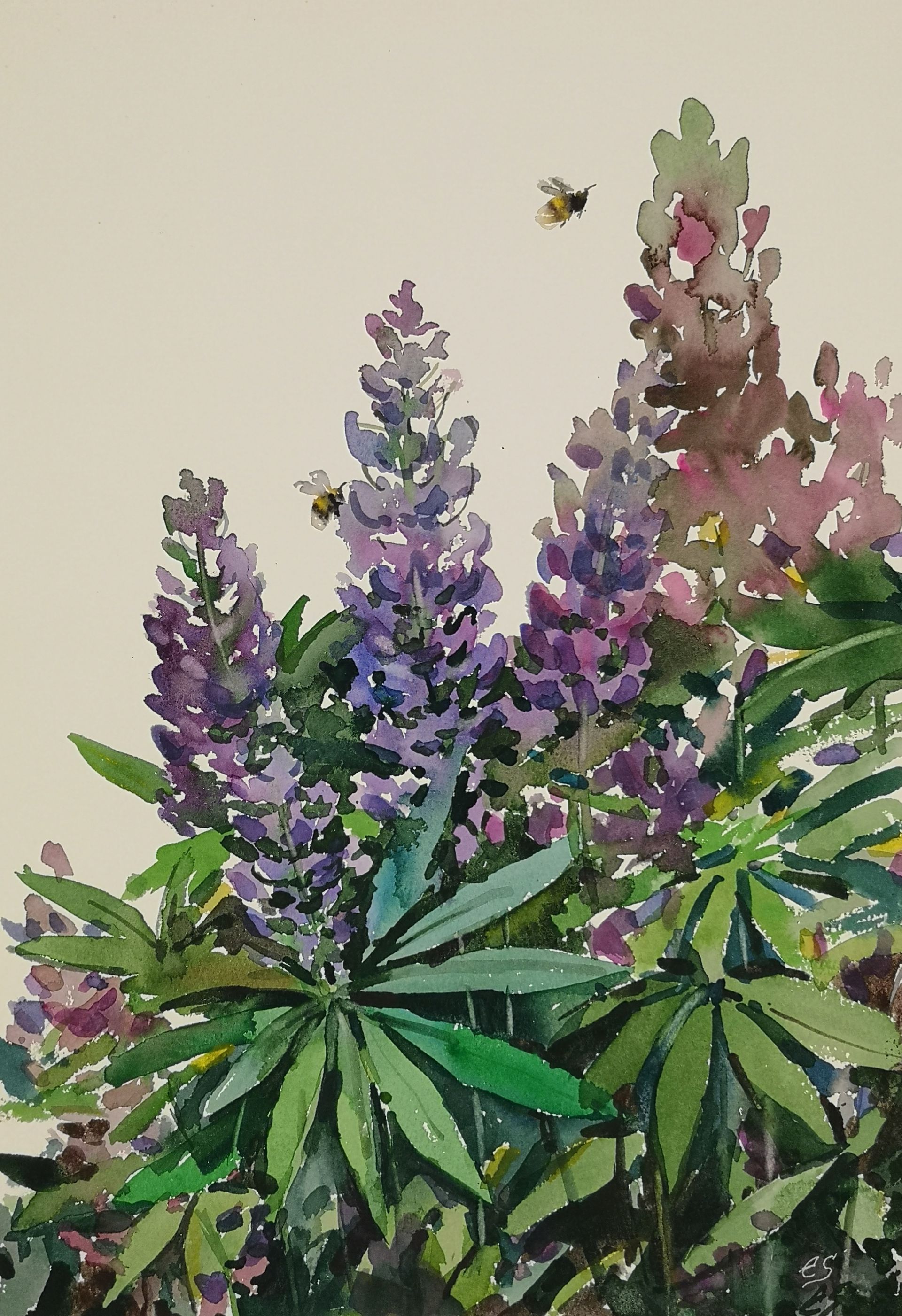 Елена Санина (Авторская графика - 
                  27 x 39 см) Люпины