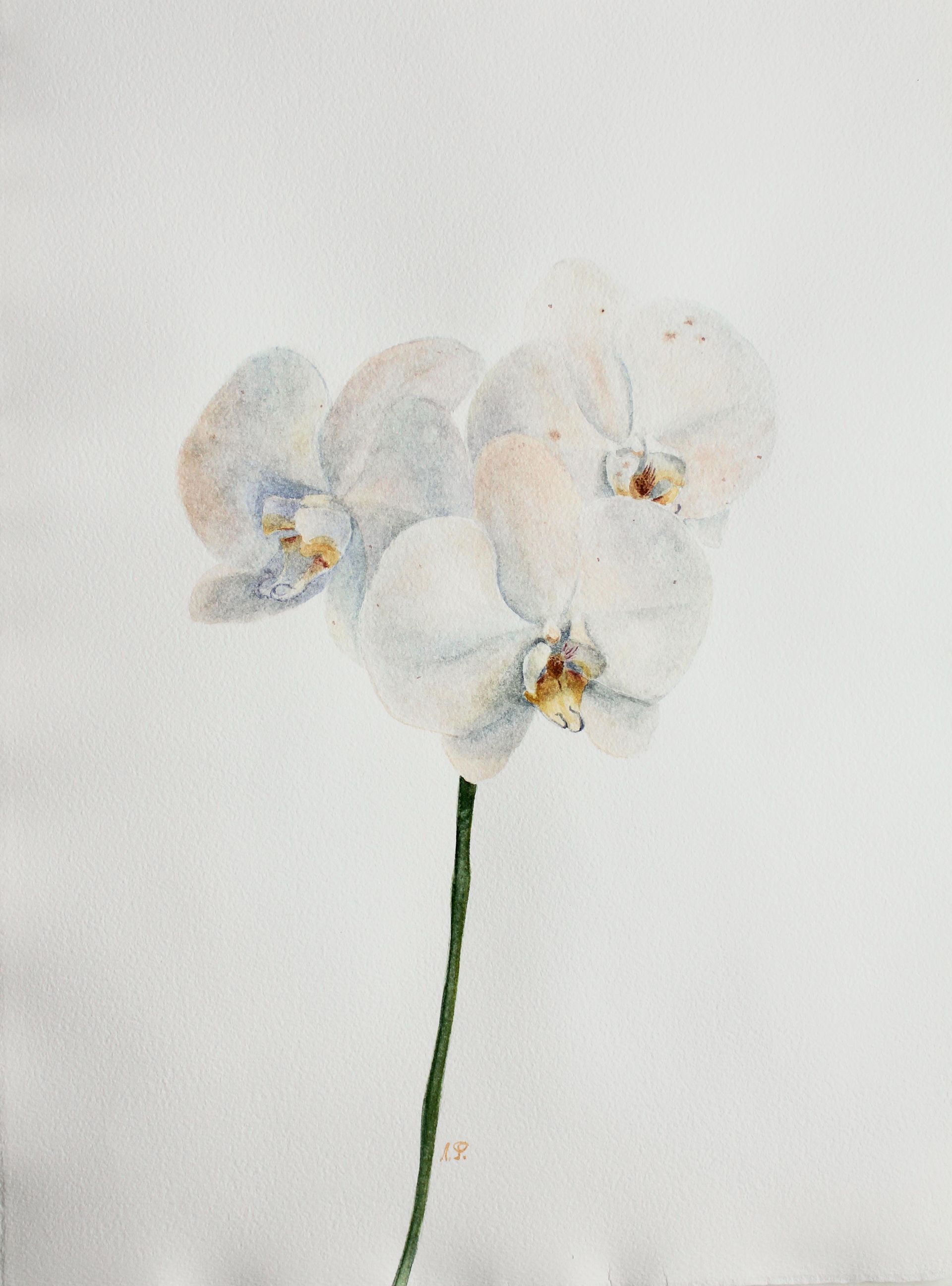 Любовь Фонарева (Авторская графика - 
                  31 x 42 см) Белая орхидея