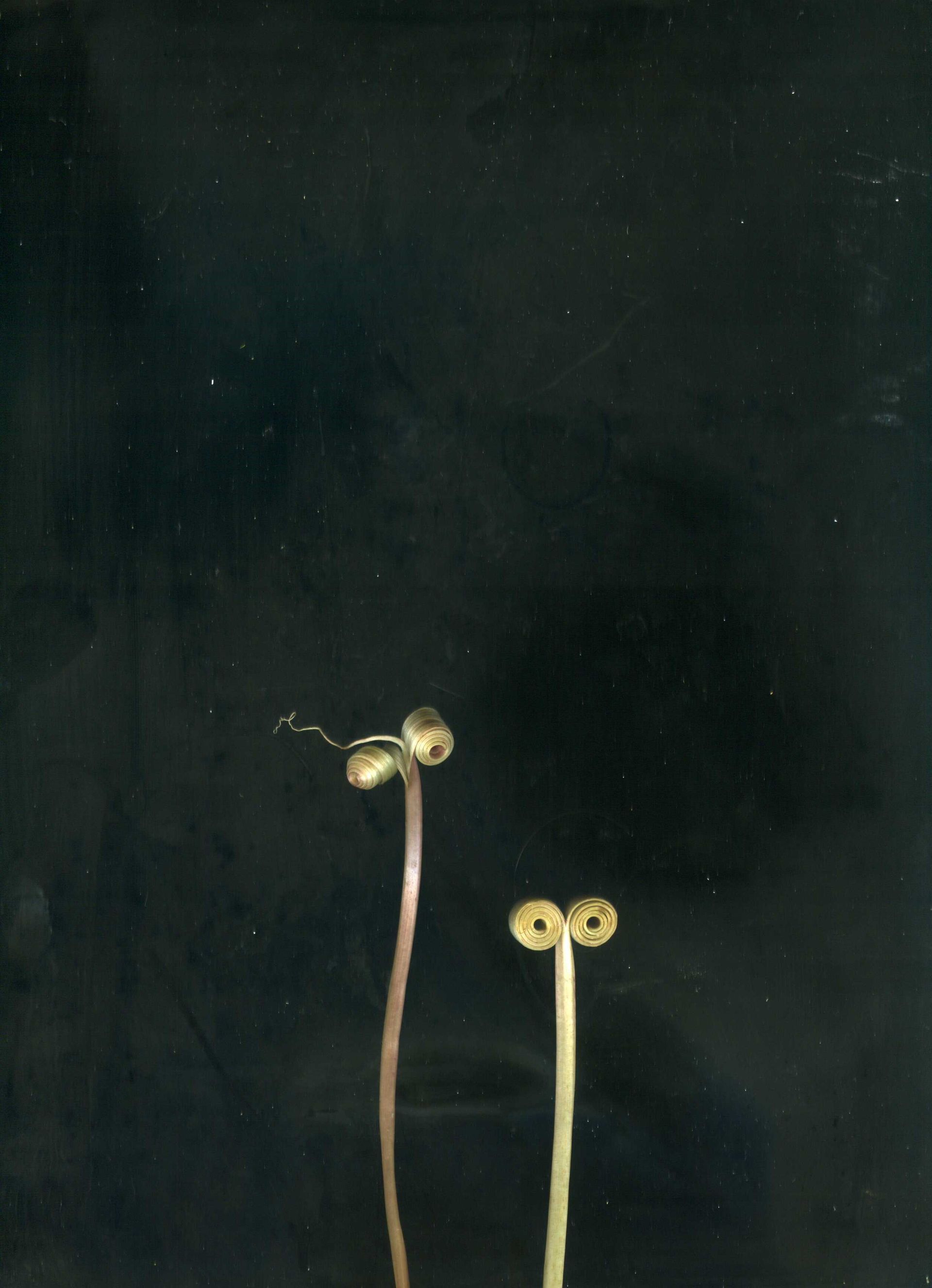 Катя Исаева (Фотография - 
                  30 x 40 см) Серия  "Невозможный гербарий". Экспонат №1