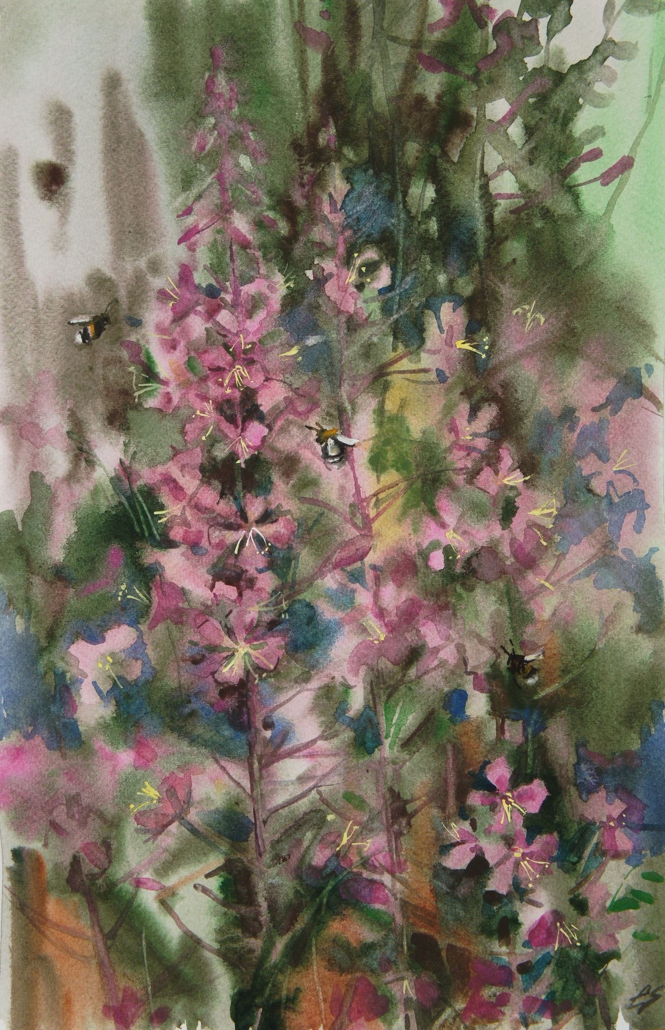 Елена Санина (Авторская графика - 
                  24 x 36 см) Иван-чай цветет