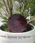 Лариса Корж (Графика цифровая (принты) - 
                  35 x 35 см) Качели