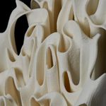 Юлия Низамутдинова (Cyberflora) (Объект - 
                  20 x 45 см) Ossis denti