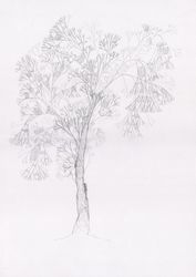 Алматинское дерево