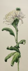 Chrysanthemum
