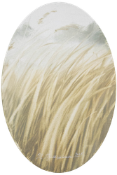 Травы 251201-02