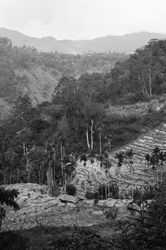 Sri Lanka Tea Fields | Шри-Ланка Чайные Плантации