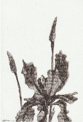 Iris 03