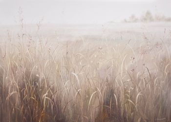 Травы №251004