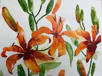 Лилии тигровые