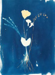 Гвоздика Leningrado