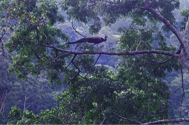 Bird of Paradise