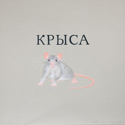 Крыса