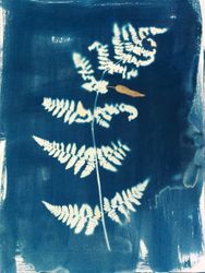 Папоротник Aculus