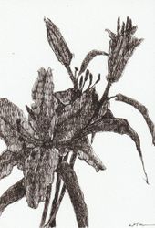 Lily 01