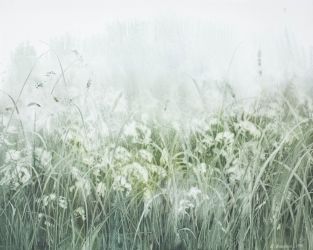 Белые зонтики