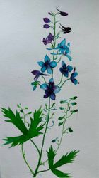 Полевые цветы. Абхазия