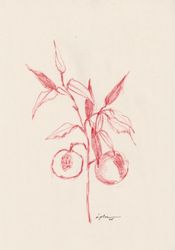 Abricots