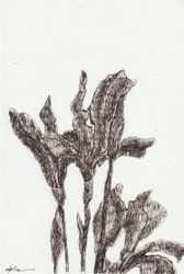 Iris 02