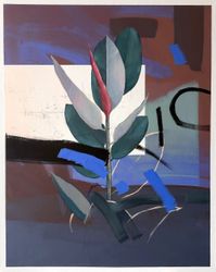 Ficus/Фикус