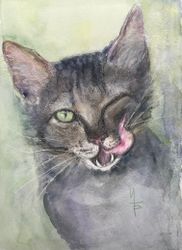 Кот